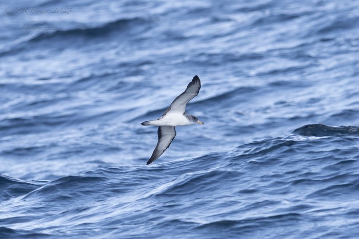 Scopoli's Shearwater