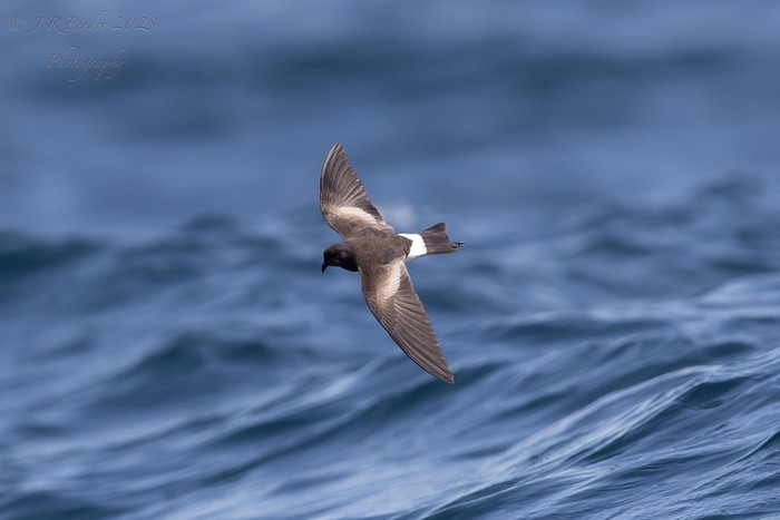 Wilson's Petrel