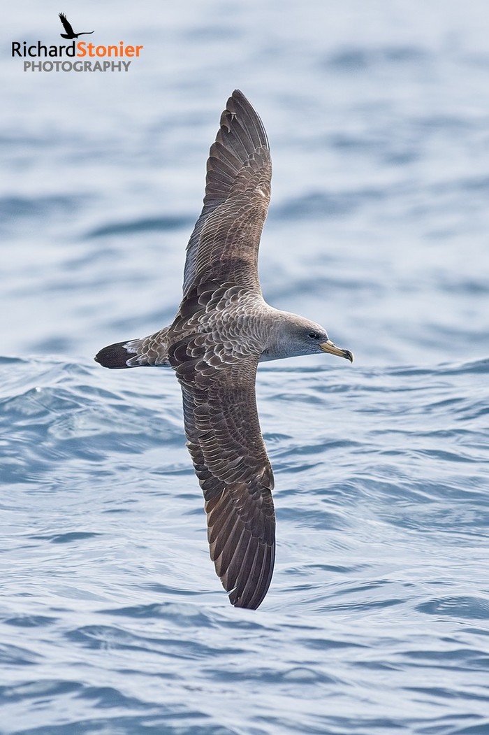 Cory's Shearwater