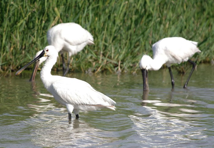 Spoonbill
