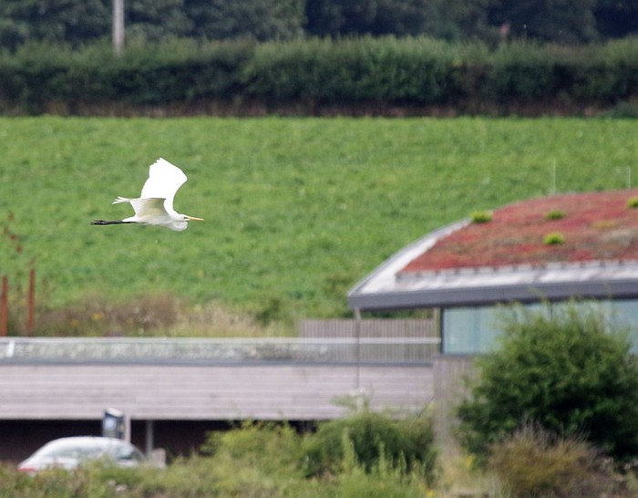 Great White Egret