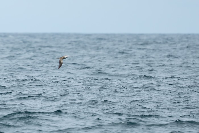 Red-footed Booby