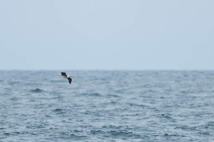 Red-footed Booby