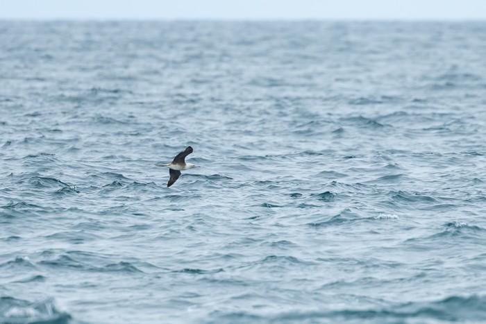 Red-footed Booby