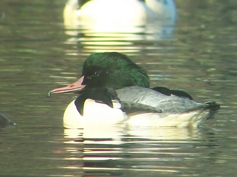 Goosander