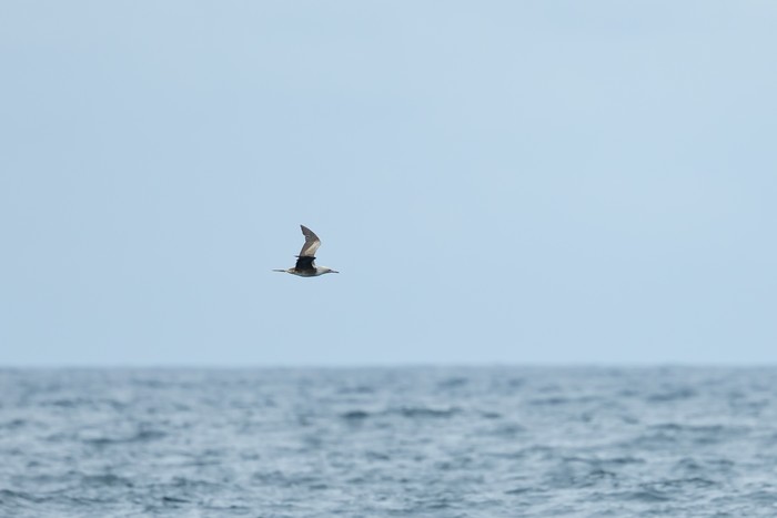 Red-footed Booby