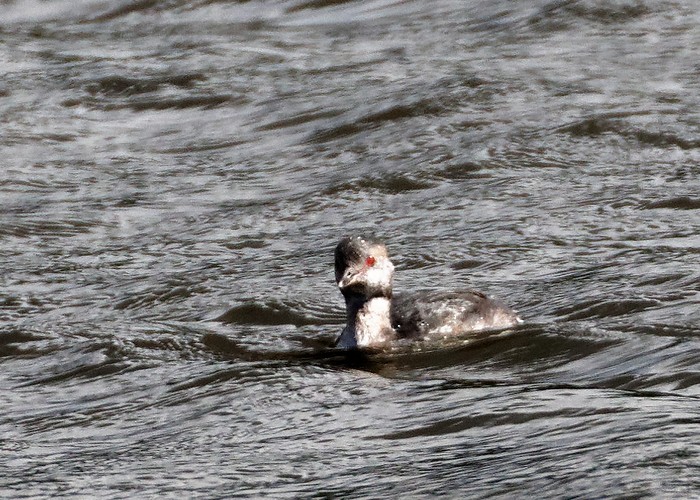Slavonian Grebe