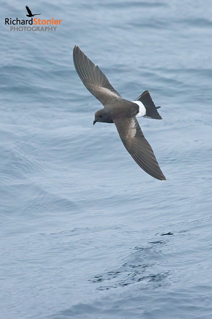 Wilson's Petrel