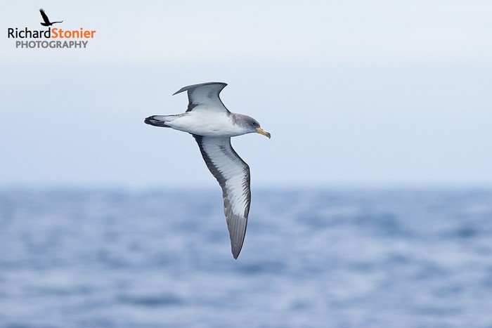 Cory's Shearwater
