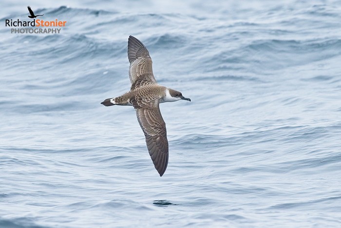 Great Shearwater