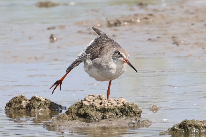 Spotted Redshank