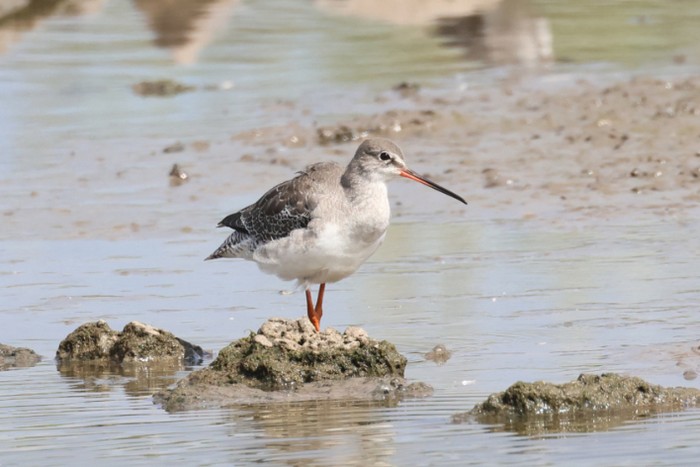 Spotted Redshank
