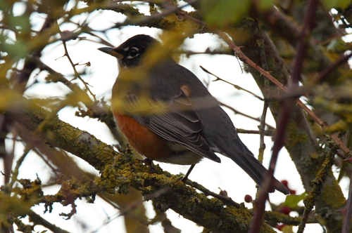 American Robin