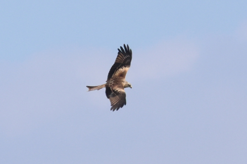 Red Kite