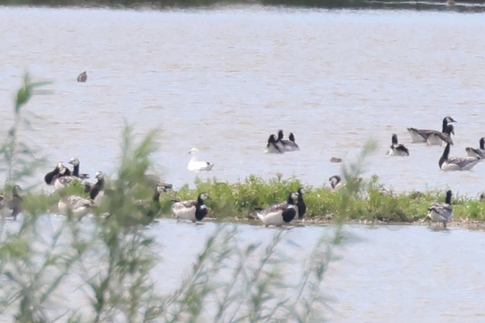 Ross's Goose