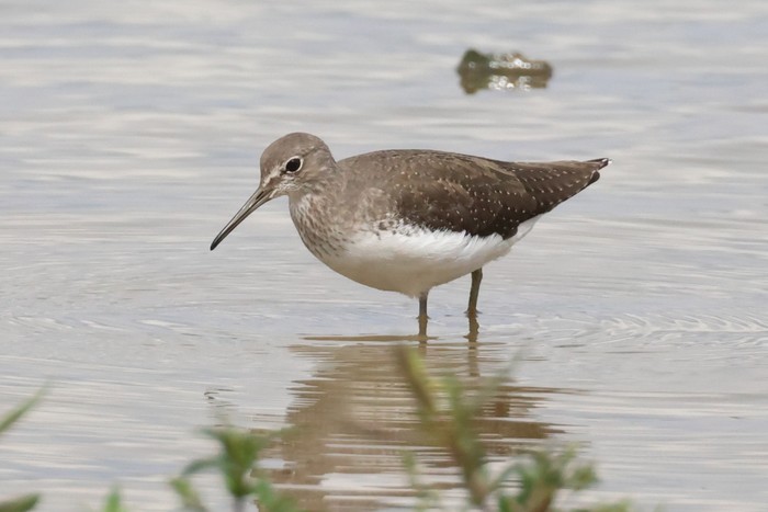 Green Sandpiper