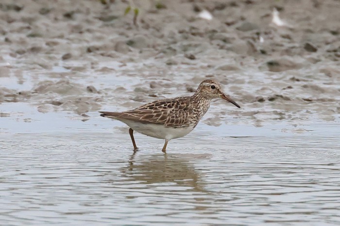 Pectoral Sandpiper