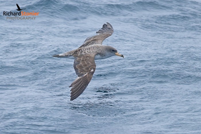 Cory's Shearwater