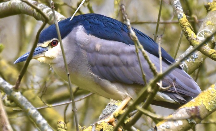 Night Heron