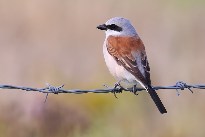 Red-backed Shrike