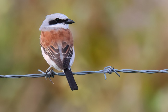 Red-backed Shrike
