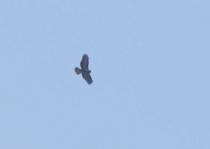 Honey Buzzard