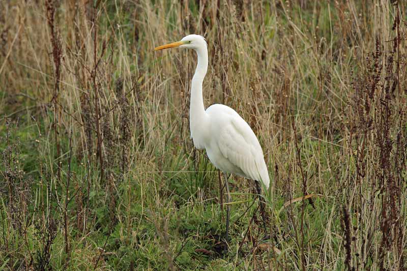 Great White Egret
