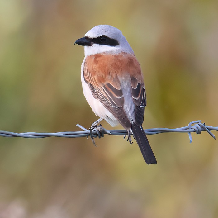 Red-backed Shrike