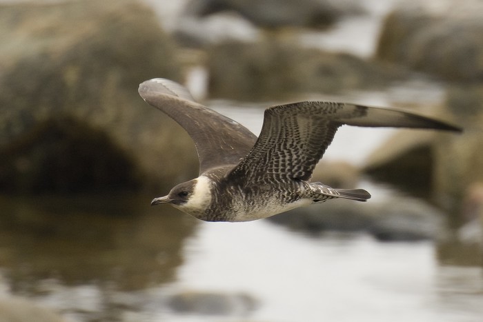Pomarine Skua
