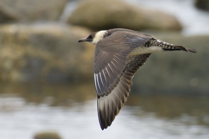 Pomarine Skua