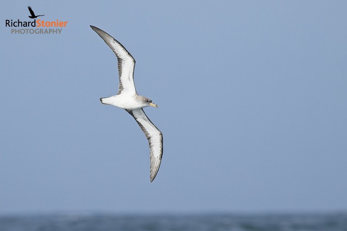Cory's Shearwater
