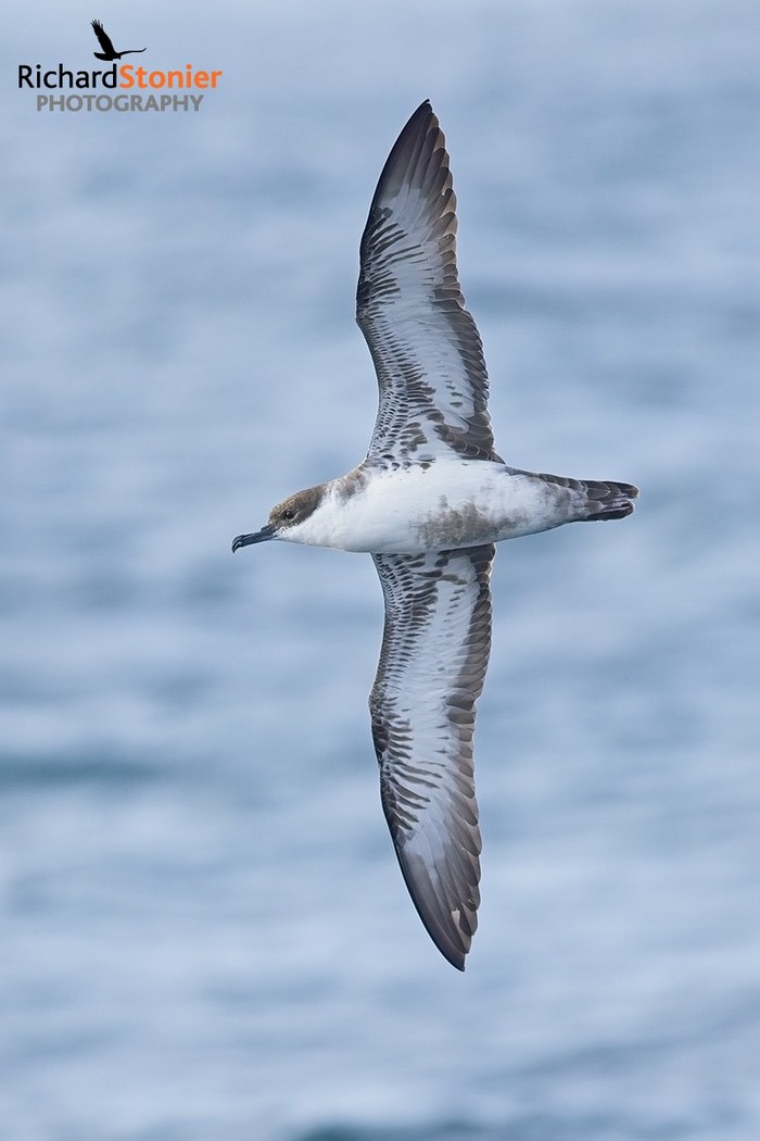 Great Shearwater