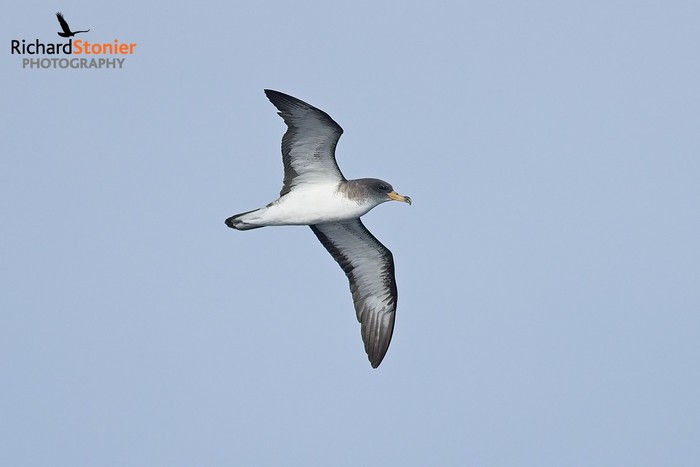 Scopoli's Shearwater