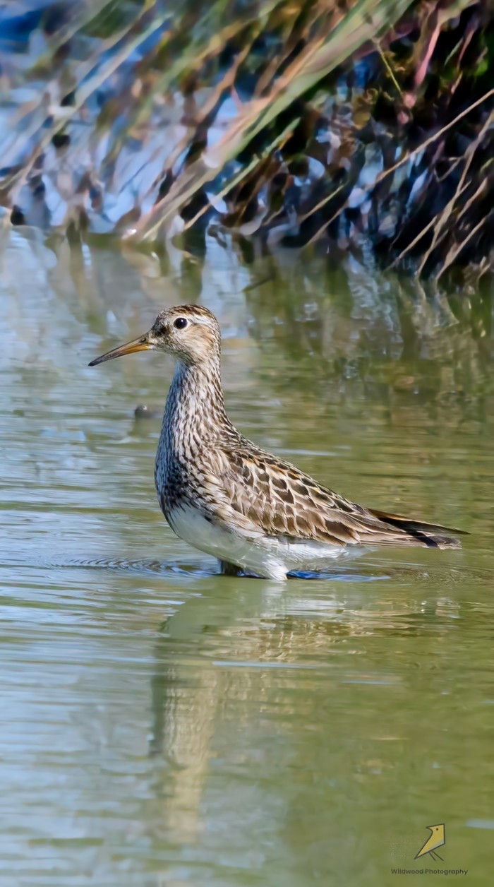Pectoral sandpiper 