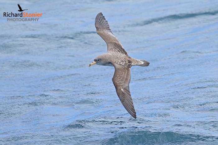 Cory's Shearwater
