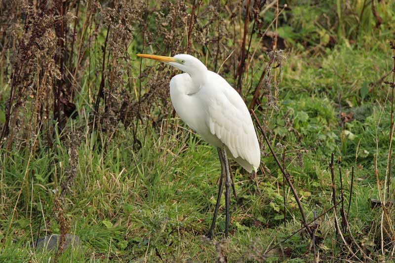 Great White Egret