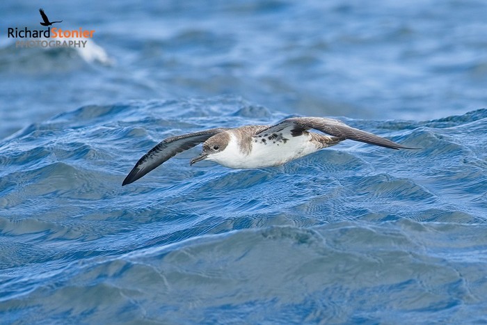 Great Shearwater