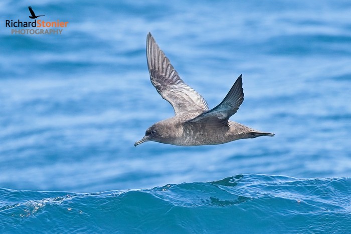 Sooty Shearwater