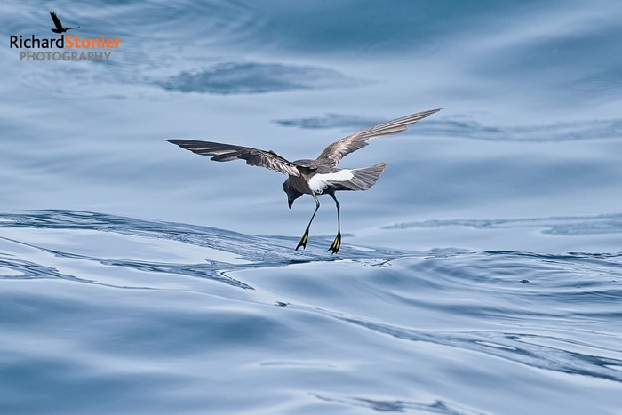 Wilson's Petrel