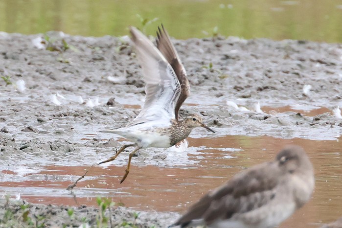 Pectoral Sandpiper