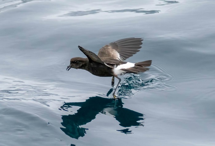 Wilson's Petrel