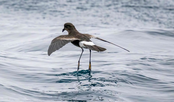 Wilson's Petrel