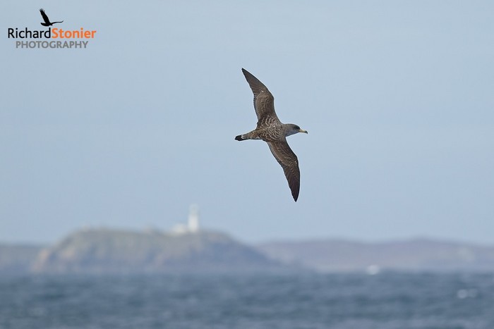 Cory's Shearwater