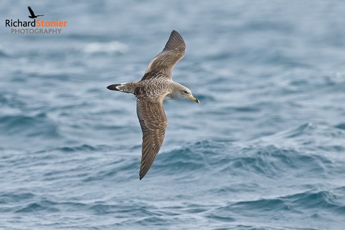 Cory's Shearwater