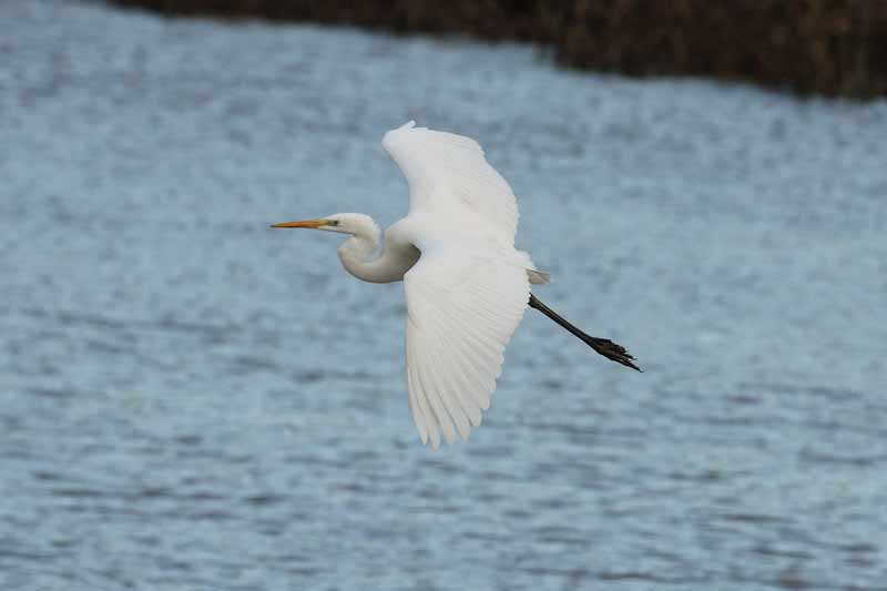 Great White Egret
