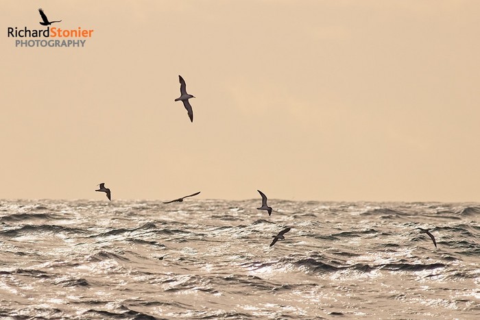Cory's Shearwater