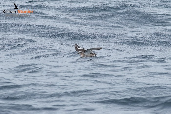 Grey Phalarope