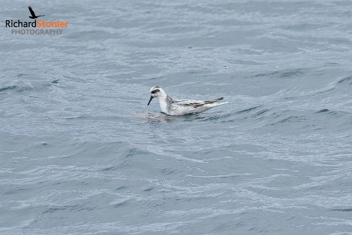 Grey Phalarope