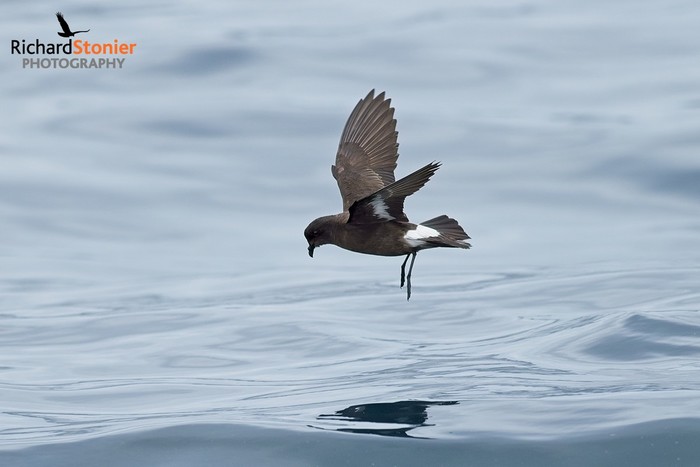 Storm Petrel