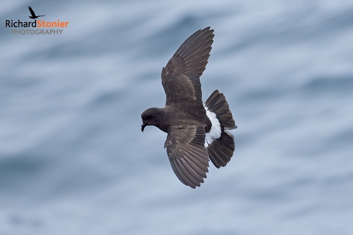 Storm Petrel